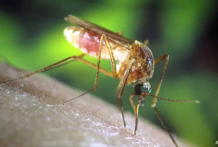 virus del Nilo Occidental