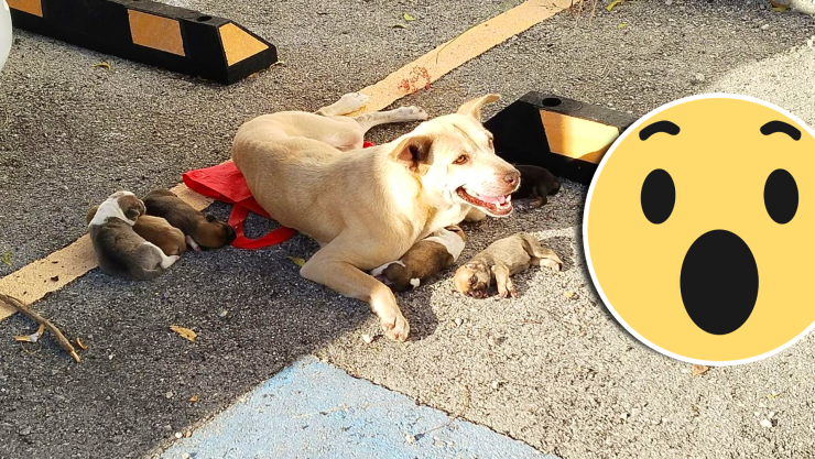 Cachorritos en apuros_ Perra da a luz en plena calle de Cancún; internautas se movilizan por su rescate.webp