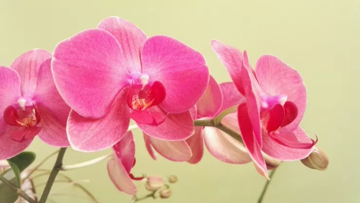 Abono casero para orqu&iacute;deas: haz que estallen en flores en solo 2 d&iacute;as