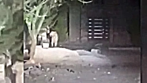 tigre Querétaro.jpg