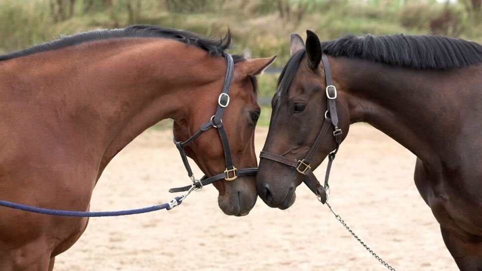 Caballos, domesticados, estudio 3.jpg