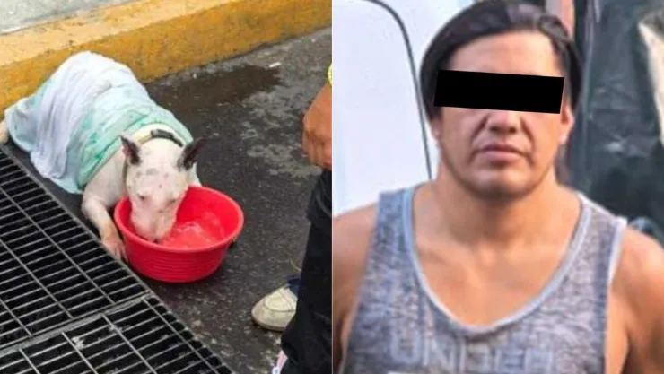 hombre deja encerrados a perros en CDMX