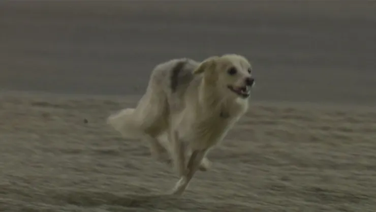 perro interrumpe premio Bahréin.jpg