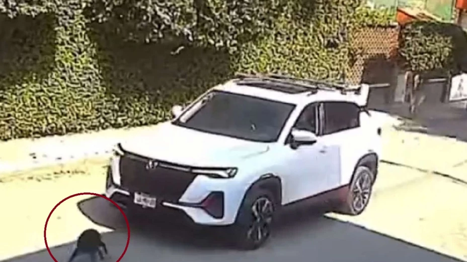 atropellan a perrito en edomex