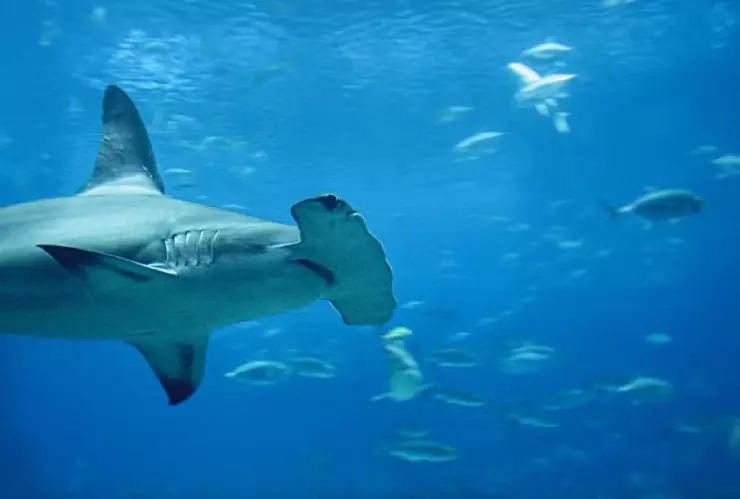 VIDEO_ ¡INCREÍBLE! Así fue captado un tiburón martillo cazando en Cozumel.jpg