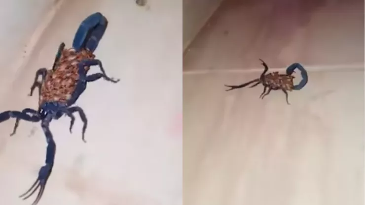 VIDEO | Gigante y aterrador alacrán azul es captado caminando en plena casa, ¿por qué tiene ese color?