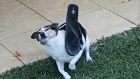 mamás México chancla