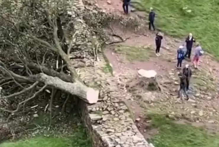 VIDEO Arrestan a menor por talar famoso árbol Sycamore Gap en el Muro Adriano en el Reino Unido