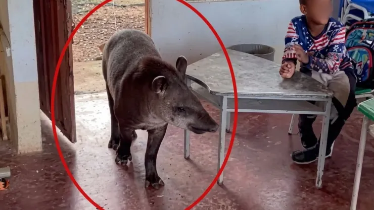 VIDEO: Captan momento en que tapir entró a salón de clases; así sorprendió a alumnos