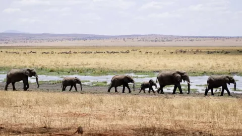Causas por las que pudieron haber muerto los 330 elefantes en Botsuana
