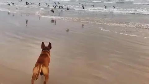 solovino, el perro prtoge tortugas en tamaulipas.jpg