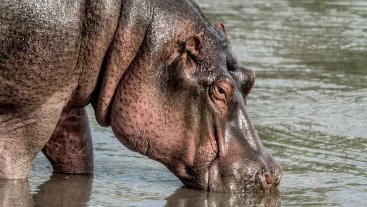 Hipopotamo