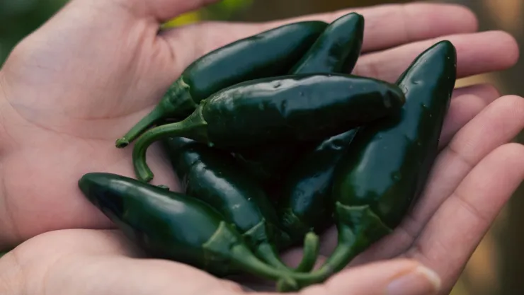 Salmonela en jalapeños de Nuevo León dan negativo a pruebas tras alerta en EU