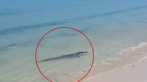 avistamiento de cocodrilo telchac