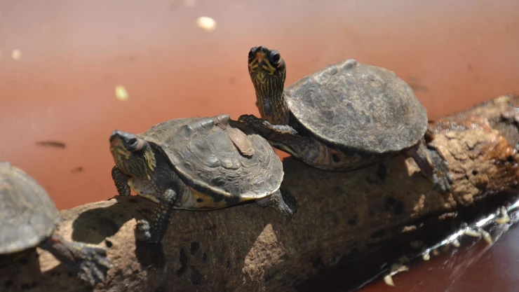 Día Mundial de las Tortugas