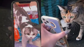 gato desaparecido Tailandia