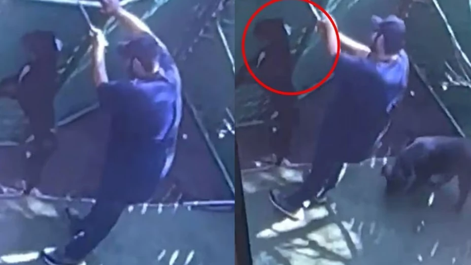 maltrato animal dogtime video