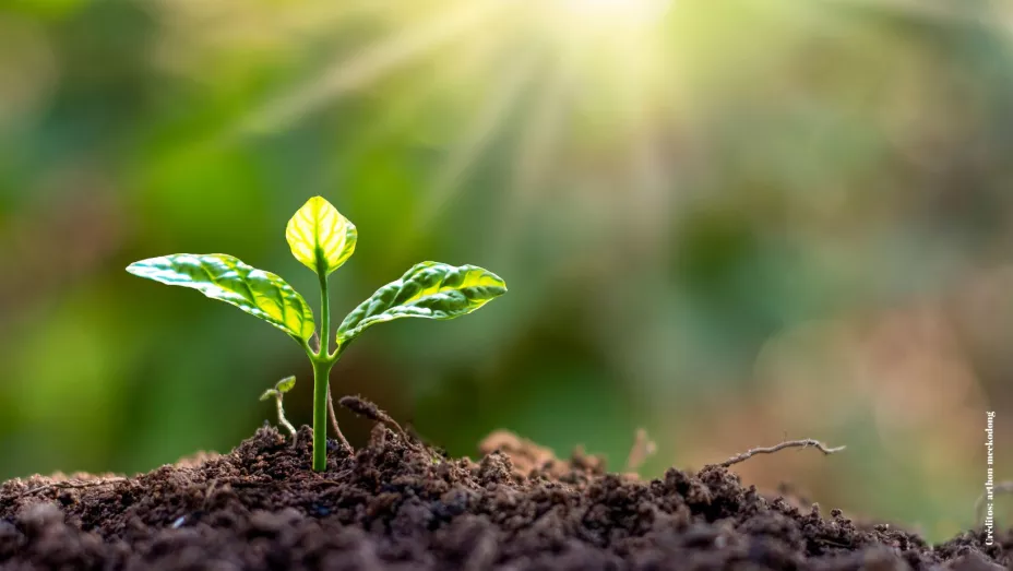 5 plantas que atraen la prosperidad y abundancia