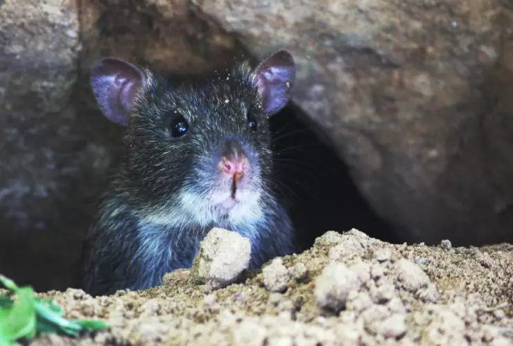 ¡Tuvieron un viaje! Ratas comen marihuana incautada en sede policial