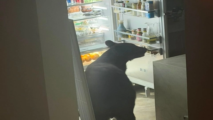 Oso entra a casa en Monterrey en San Pedro Garza García, abrió el refrigerador y se comió los tamales