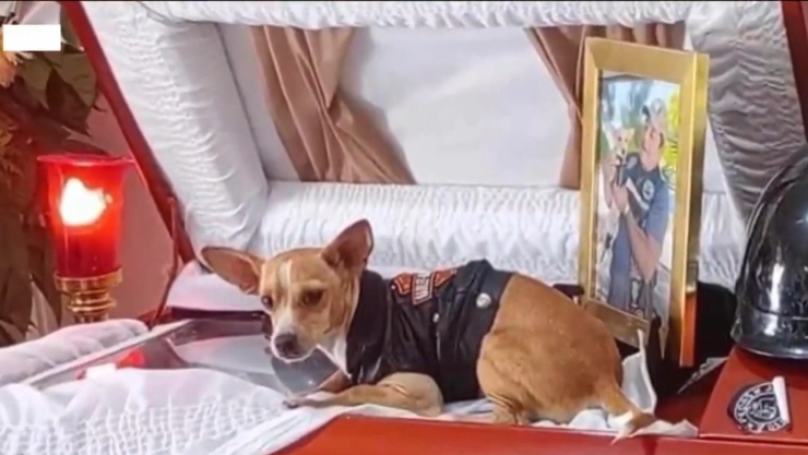 Video-Chihuahua-conmueve-al-mundo-tras-la-muerte-de-su-dueño