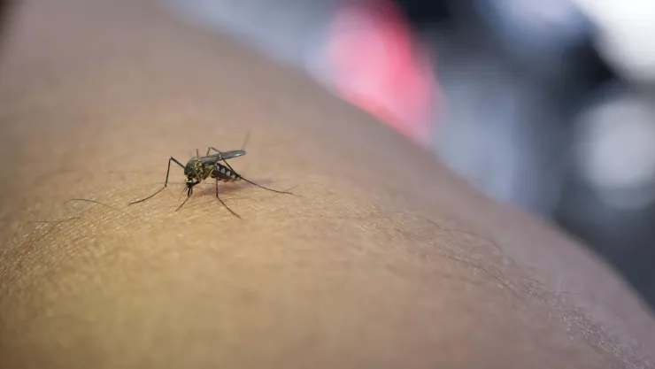 plaga de mosquitos en india.jpg