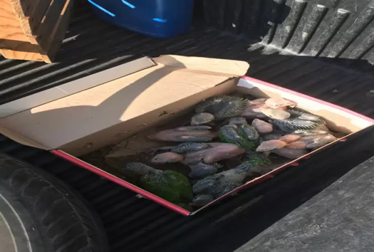 polluelos de perico frente naranja