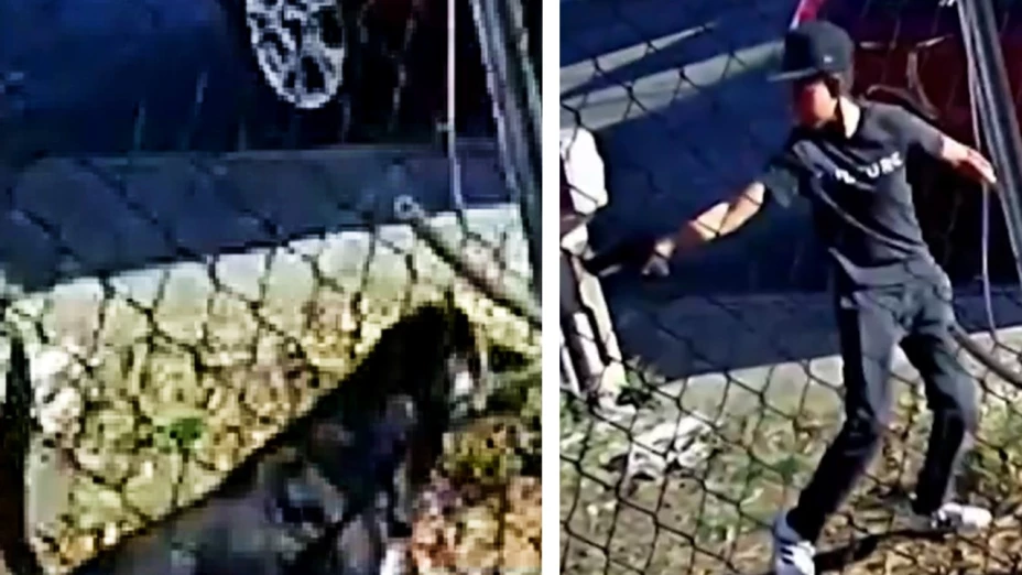 niño dispara a perro en Morelia, Michoacán