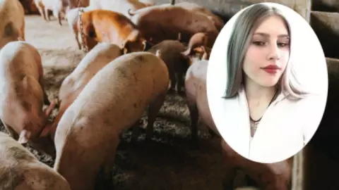 Estudiante de 17 años muere atacada por cerdos en una granja, cuando los alimentaba