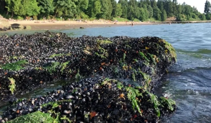 Canadá mejillones ola de calor.jpg