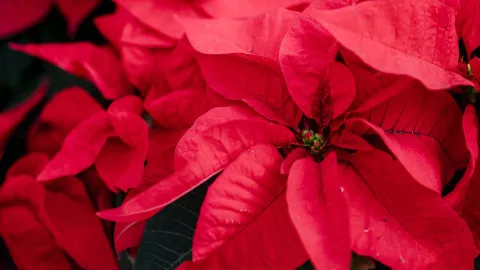 ¿Cómo cuidar las nochebuenas?