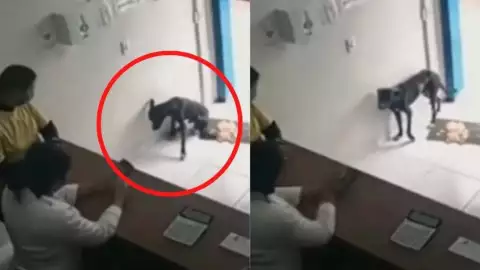 Perro callejero entra a veterinaria ‘pidiendo ayuda’, se viraliza.jpg