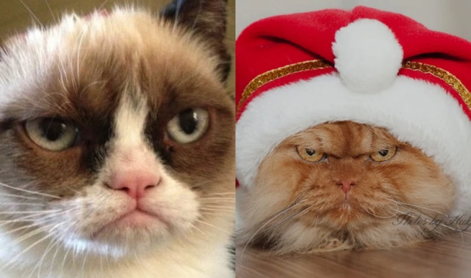 grumpiescats.jpg