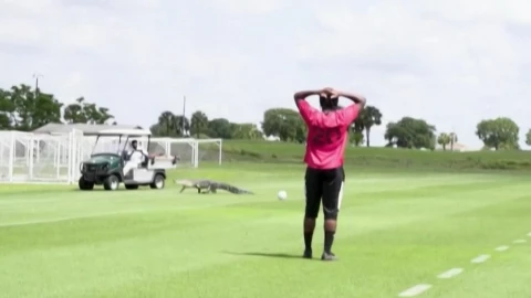 Cocodrilo, cancha.jpg