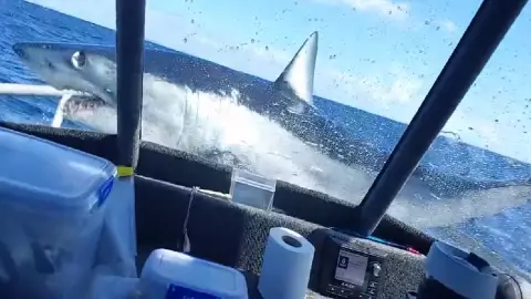 Tiburón mako salta a barco.jpg