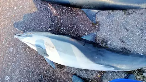 delfines común en costas de Baja California Sur.