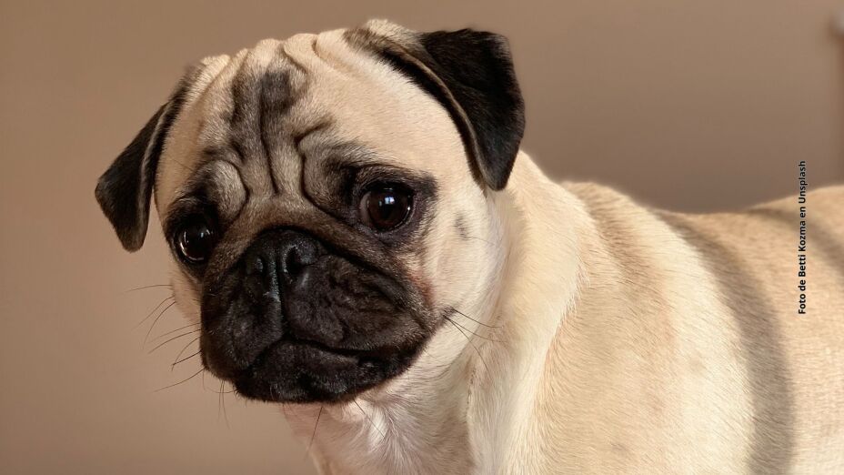 los pugs se enferman mucho