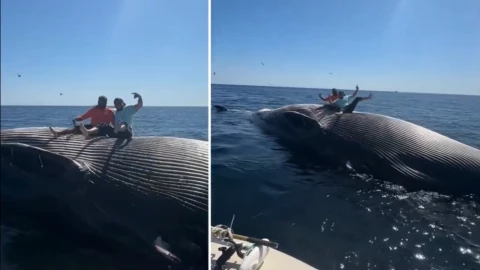 Pescadores borrachos juegan con ballena muerta.png