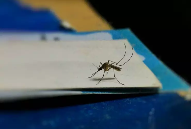 Este es el olor CONFIRMADO que atrae a los mosquitos; así puedes evitarlo