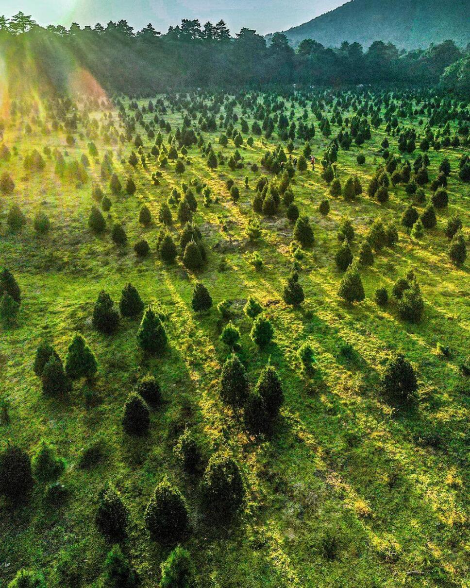 campo de arboles de navidad amecameca