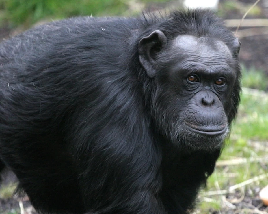 Los animales tienen un sentido de indignación cuando los códigos sociales son violados