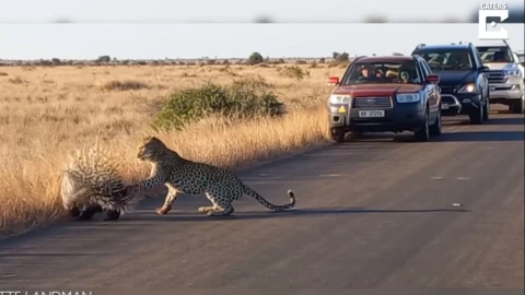 leopardo puercoespin pelea.jpg