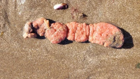 ‘Papas del mar’ llegan a las playa y alerta de su peligro al tocarlas ¿qué son?