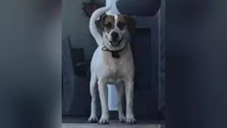 Huracán Otis Piden ayuda para encontrar a perrito rescatado extraviado tras el fenómeno