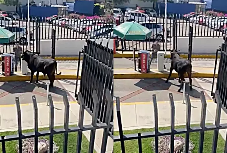 Toro es captado dentro de la Universidad La Salle Pedregal