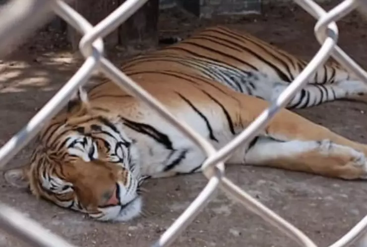 Rescatan a 25 animales exóticos y tomas clandestinas de huachicol en Huixquilucan, Edomex