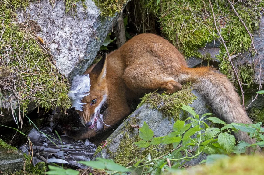 Liina y su padre pasaron el día en un hotspot de zorros en una de las islas de Helsinki. Observó cómo dos adultos iban y venían, entregando comida a sus cachorros siempre alerta e implacablemente hambrientos. Cuando uno traía a casa un percebe, los cachorros comenzaron a pelear por él con entusiasmo. Liina siguió al “ganador” mientras se retiraba para devorar su premio.
Los zorros nacen en la primavera y son similares al tamaño adulto en verano. Alrededor de las cuatro semanas de edad, comienzan a cazar insectos y lombrices de tierra, pero eso no es suficiente para sustentarlos, por lo que sus padres les proporcionan mamíferos y aves. Las dietas de los zorros varían según su hogar: cangrejos, conejos, frutas, pájaros y desechos domésticos son todas opciones potenciales de alimentos.
