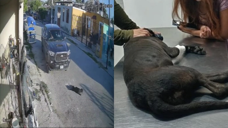 Perrita “Negrita” hospitalizada tras ser atropellada en Kanasín, Yucatán