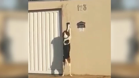 perrito_timbre_brasil