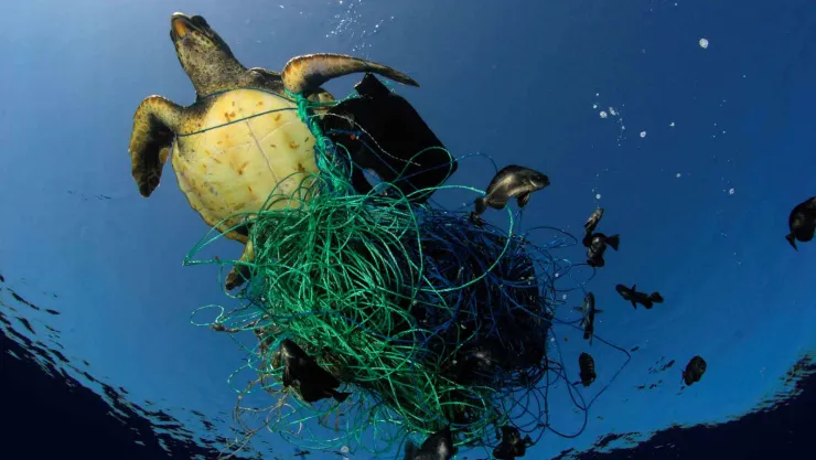 Océano peces plástico Aztecanoticias